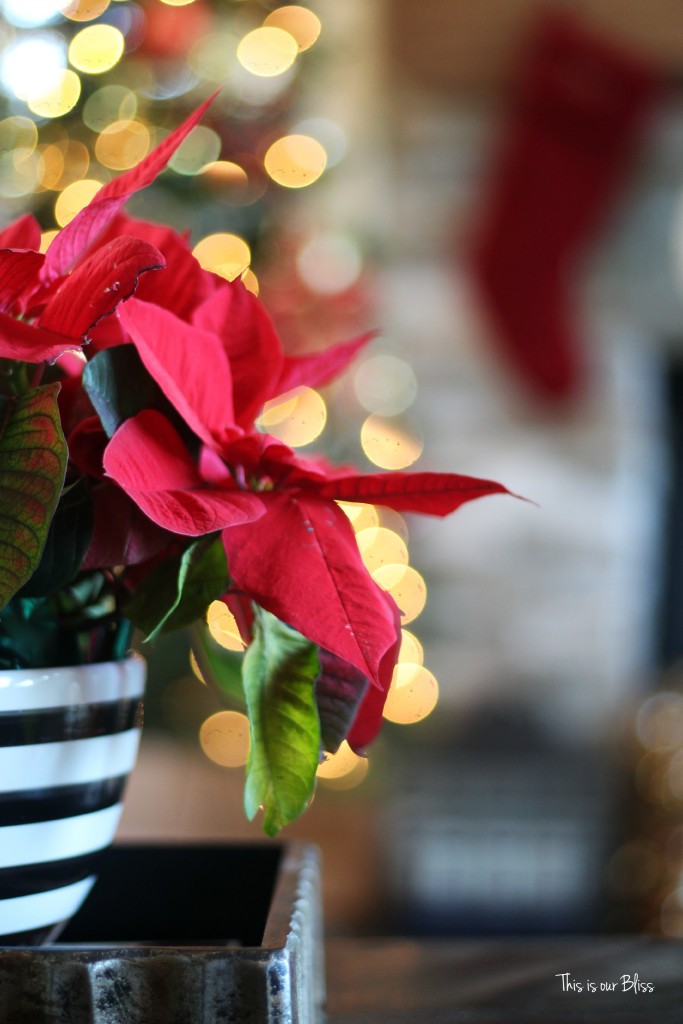 merry bright and blissful holiday home - family room coffee table - striped bowl poinsettia - thisisourbliss.com