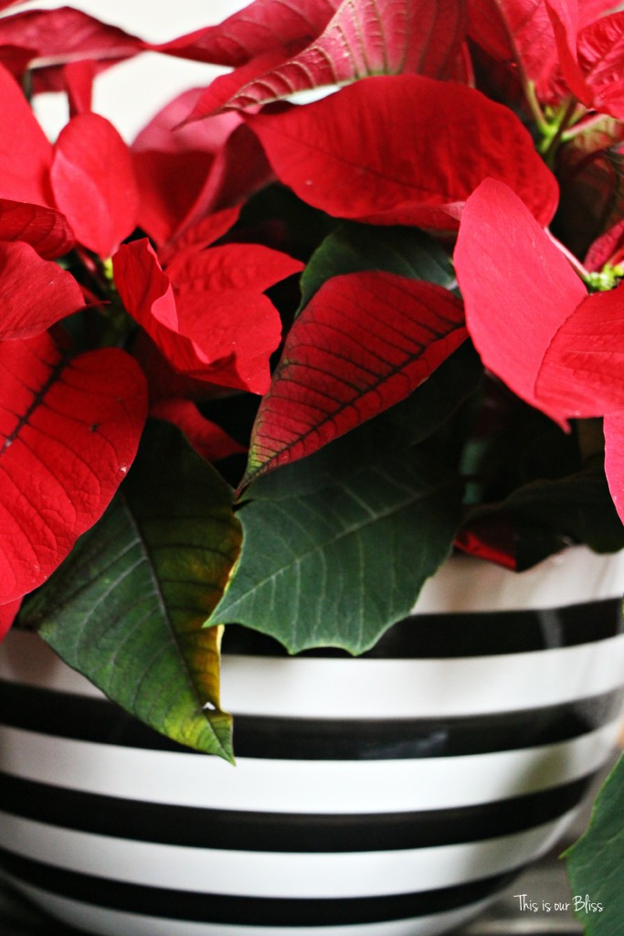 merry bright and blissful holiday home - striped bow poinsettia - thisisourbliss.com