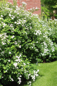 white flowering bushes - Bridal Wreath Spirea white flowering shrubs