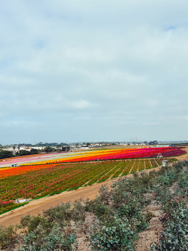 Family vacation to Carlsbad, California - This is our Bliss - The Cassara Carlsbad - The Flower Fields
