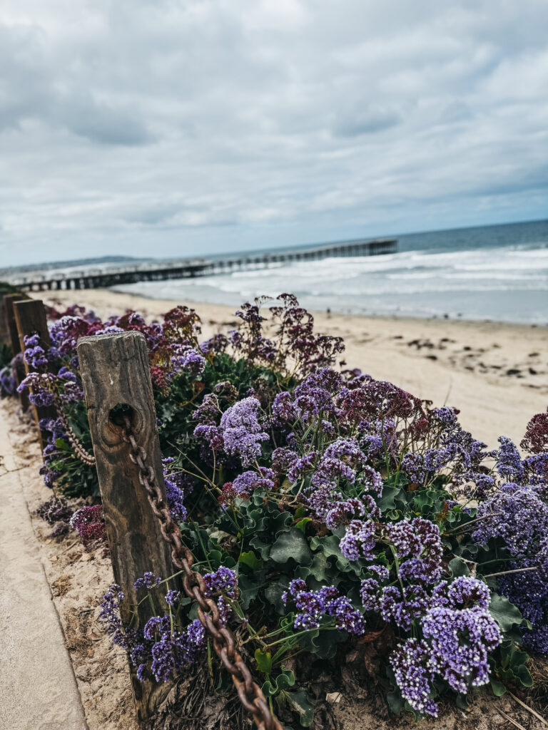  Pacific Beach - This is our Bliss