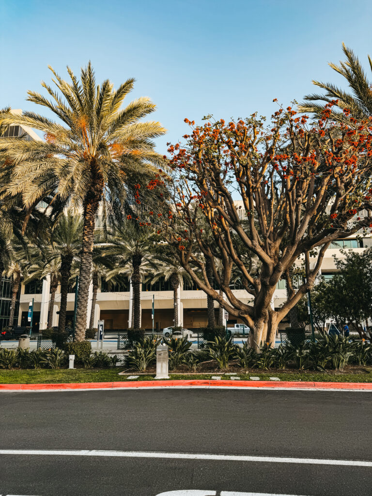 Hilton Anaheim Review: The Best Disney Good Neighbor Hotel for Our Family of Five - This is our Bliss #disneyland