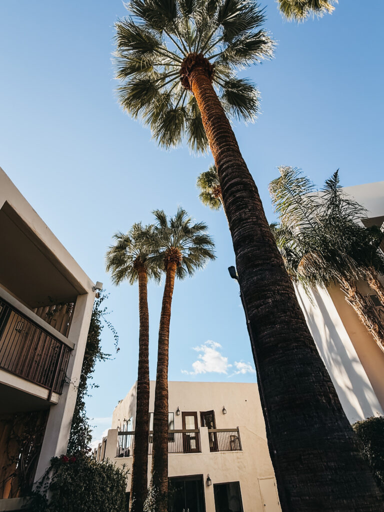 courtyard at palm mountain hotel & spa - This is our Bliss
